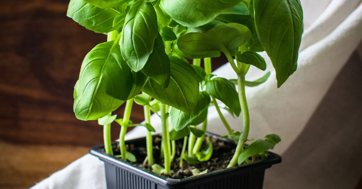 How-to-Propagate-Basil-how