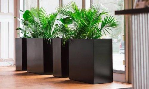 best plant pot for large indoor plants