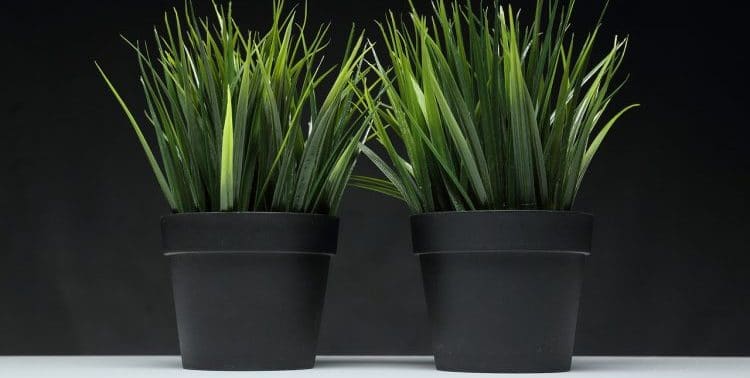 Are black pots suitable for indoor plants?