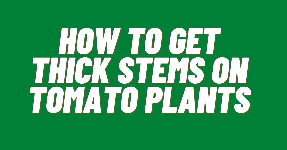 Get-Thick-Stems-On-Tomato-Plants