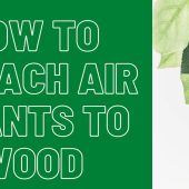 How-To-Attach-Air-Plants-To-Wood