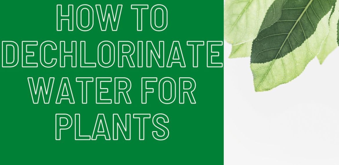 How-To-Dechlorinate-Water-For-Plants