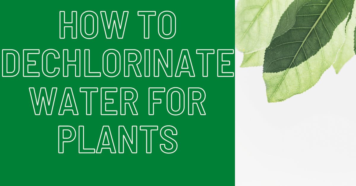 How-To-Dechlorinate-Water-For-Plants