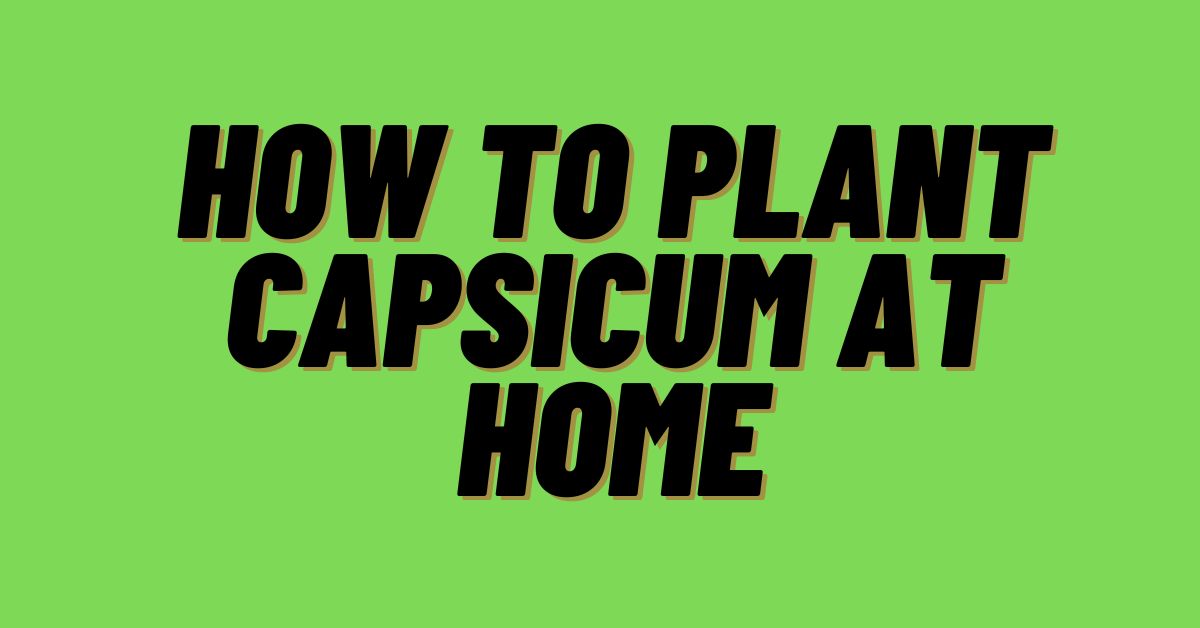 How-To-Plant-Capsicum-At-Home