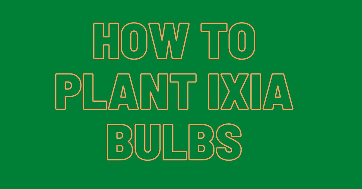 How-To-Plant-Ixia-Bulbs-in-steps
