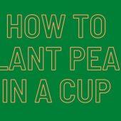 How-To-Plant-Peas-in-a-Cup