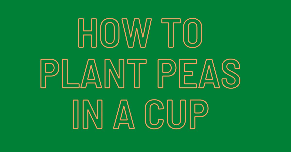 How-To-Plant-Peas-in-a-Cup