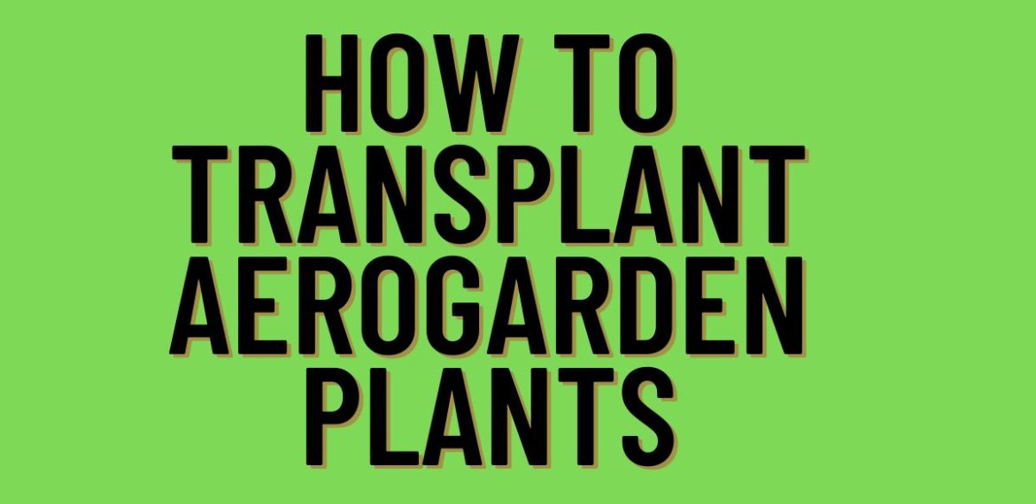 How-To-Transplant-Aerogarden-Plants