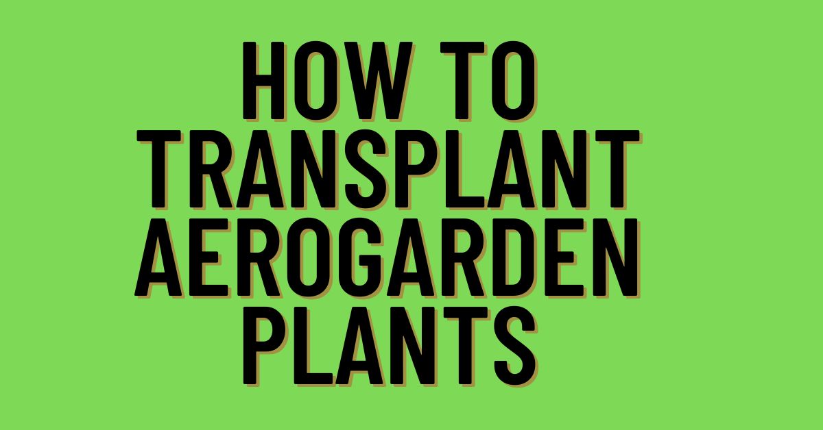 How-To-Transplant-Aerogarden-Plants