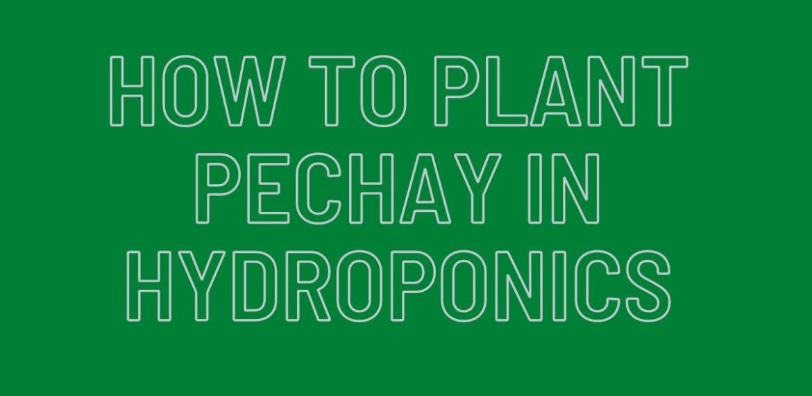 How-to-Plant-Pechay-in-Hydroponics