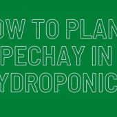 How-to-Plant-Pechay-in-Hydroponics