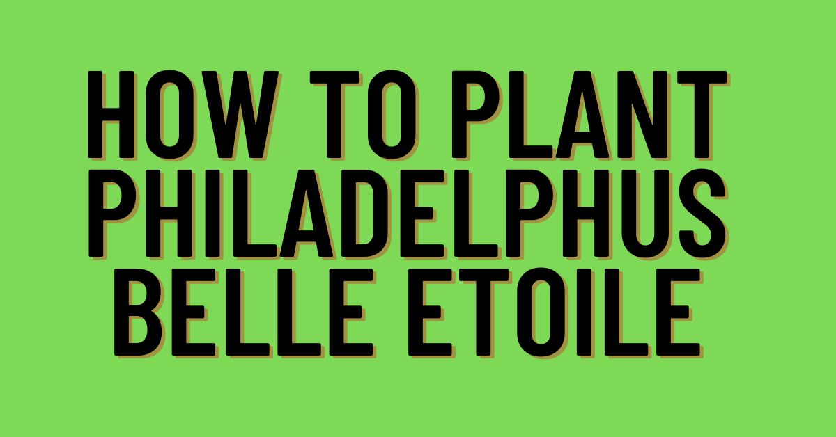 How-to-Plant-Philadelphus-Belle-Etoile