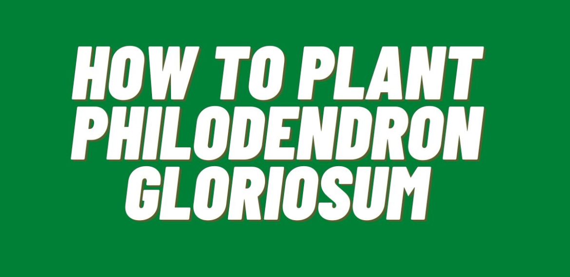 How-to-Plant-Philodendron-Gloriosum