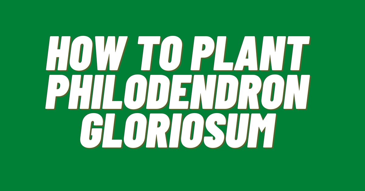 How-to-Plant-Philodendron-Gloriosum