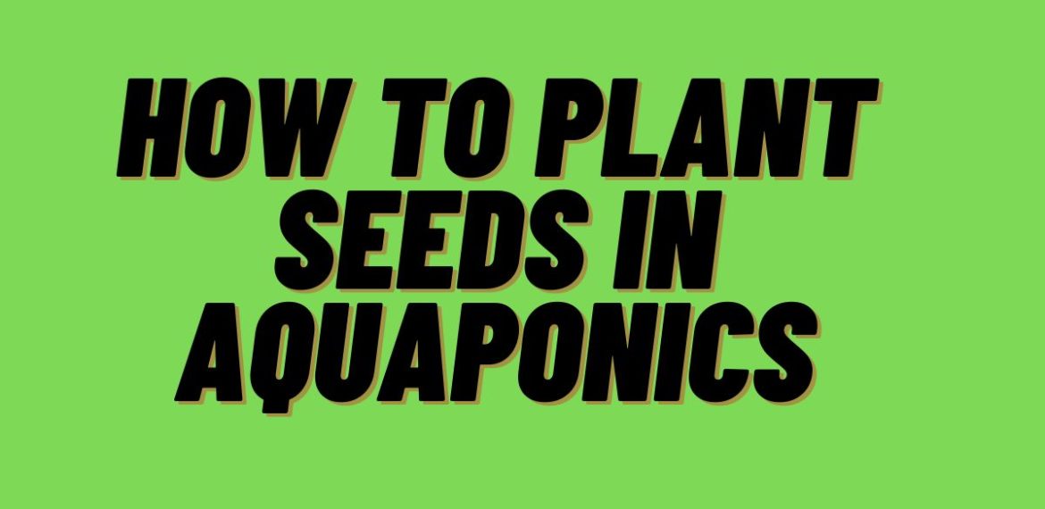 How-to-Plant-Seeds-in-Aquaponics