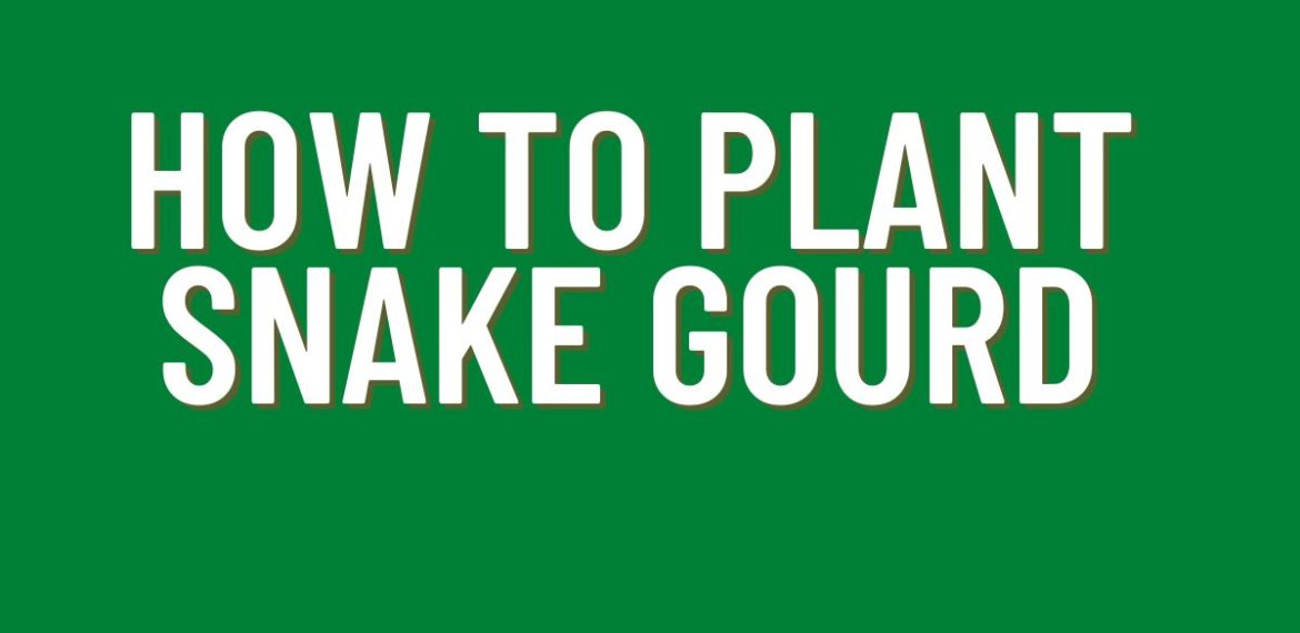How-to-Plant-Snake-Gourd