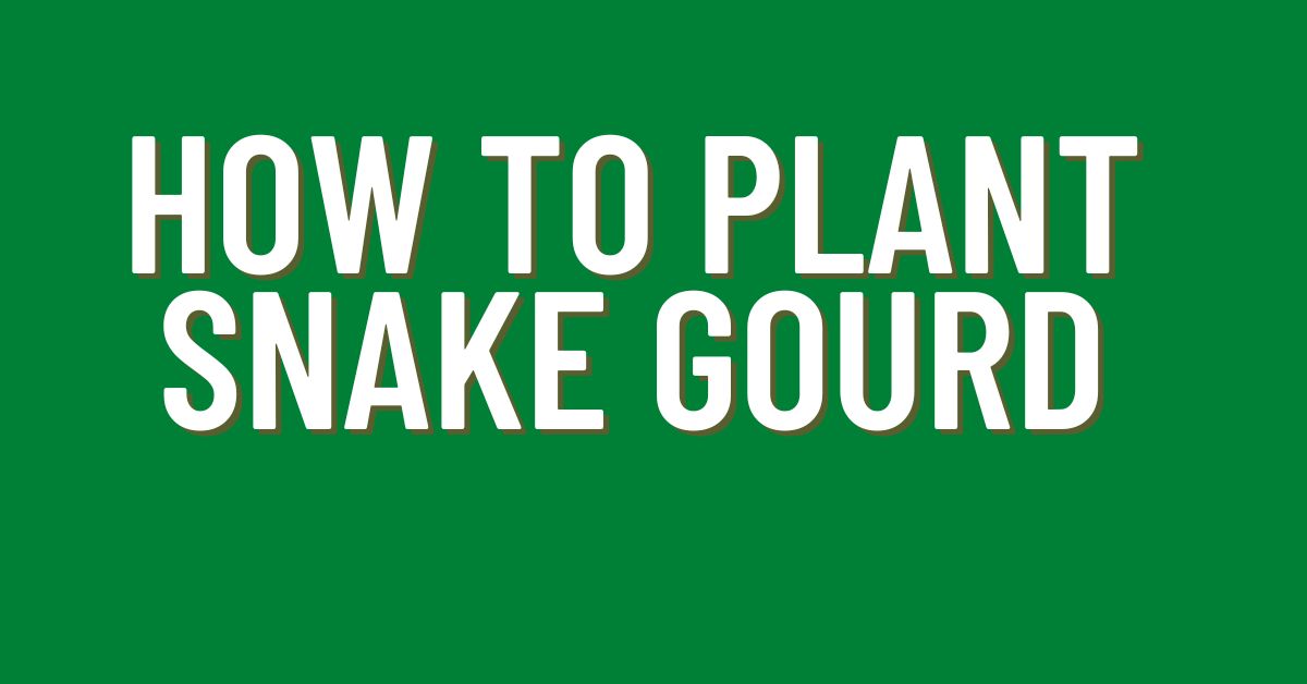 How-to-Plant-Snake-Gourd
