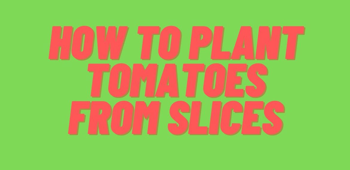 How-to-Plant-Tomatoes-from-Slices