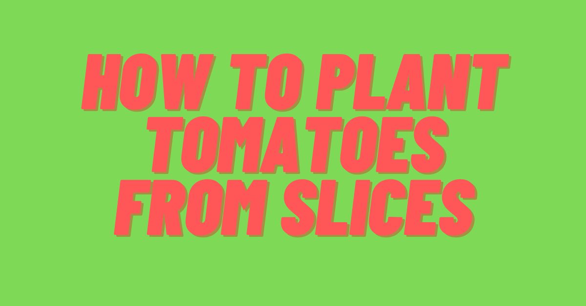 How-to-Plant-Tomatoes-from-Slices