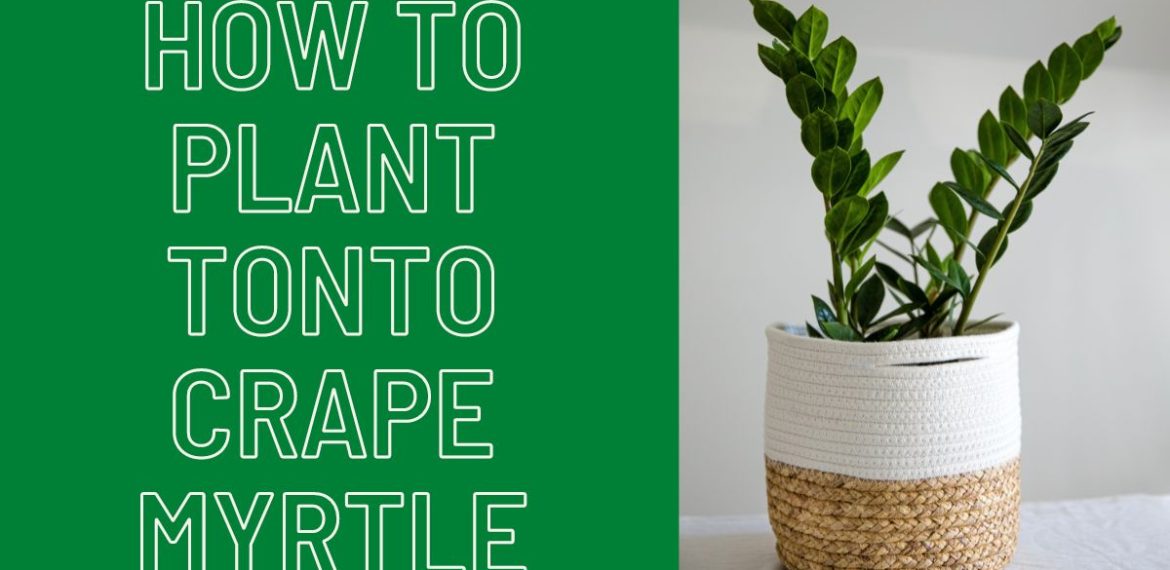 How-to-Plant-Tonto-Crape-Myrtle