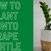 How-to-Plant-Tonto-Crape-Myrtle