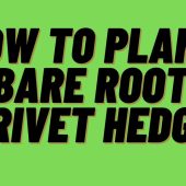 How-To-Plant-Bare-Root-Privet-Hedge