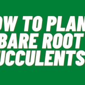 How-To-Plant-Bare-Root-Succulents