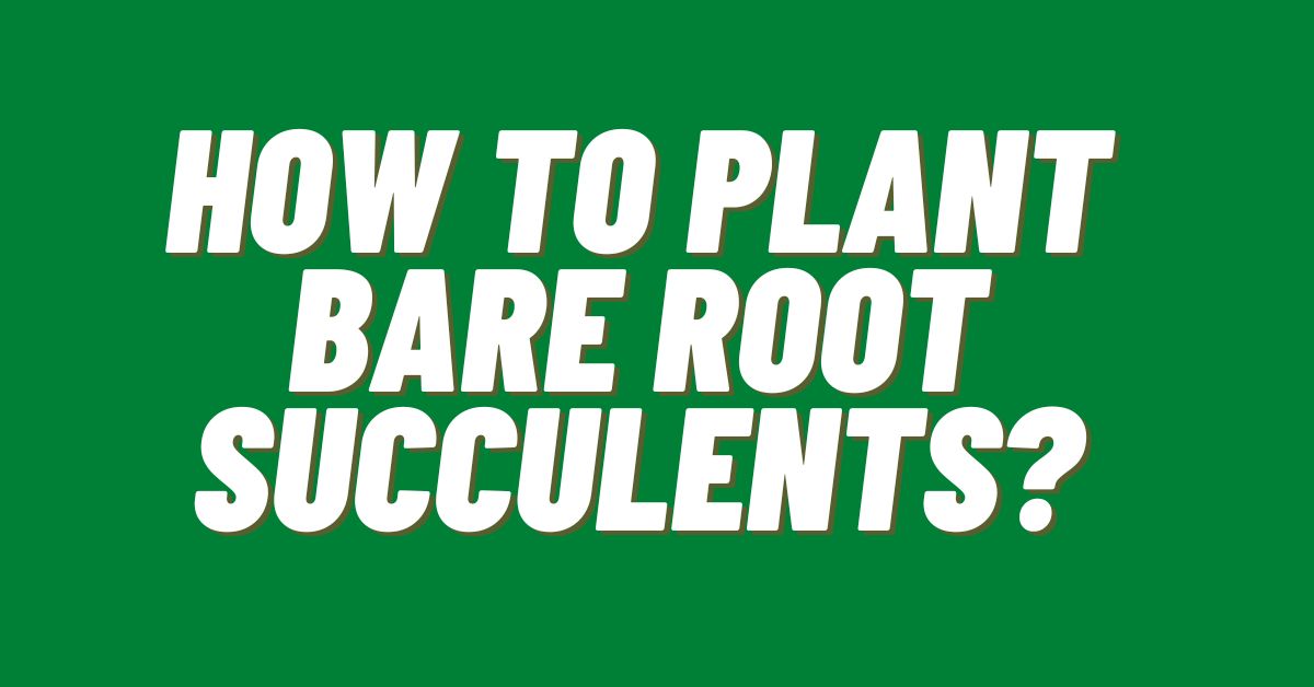 How-To-Plant-Bare-Root-Succulents
