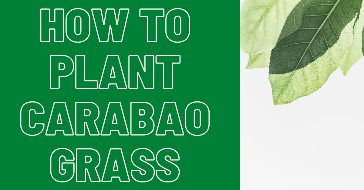 How-To-Plant-Carabao-Grass-seeds