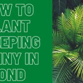 How-To-Plant-Creeping-Jenny-In-Pond