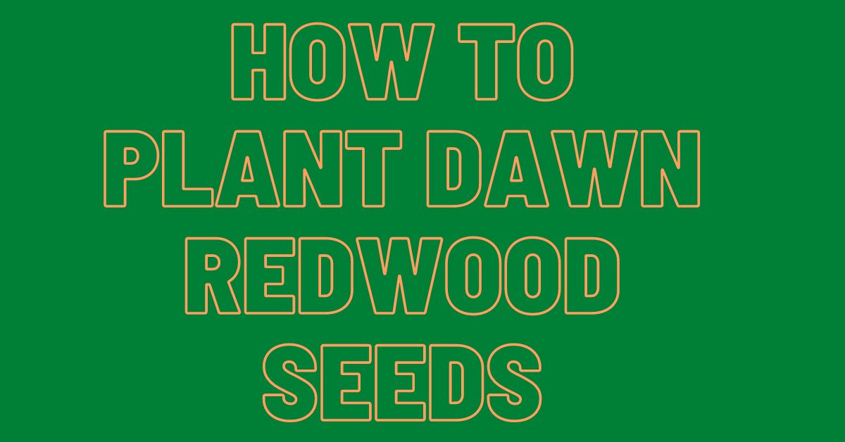 How-To-Plant-Dawn-Redwood-Seeds