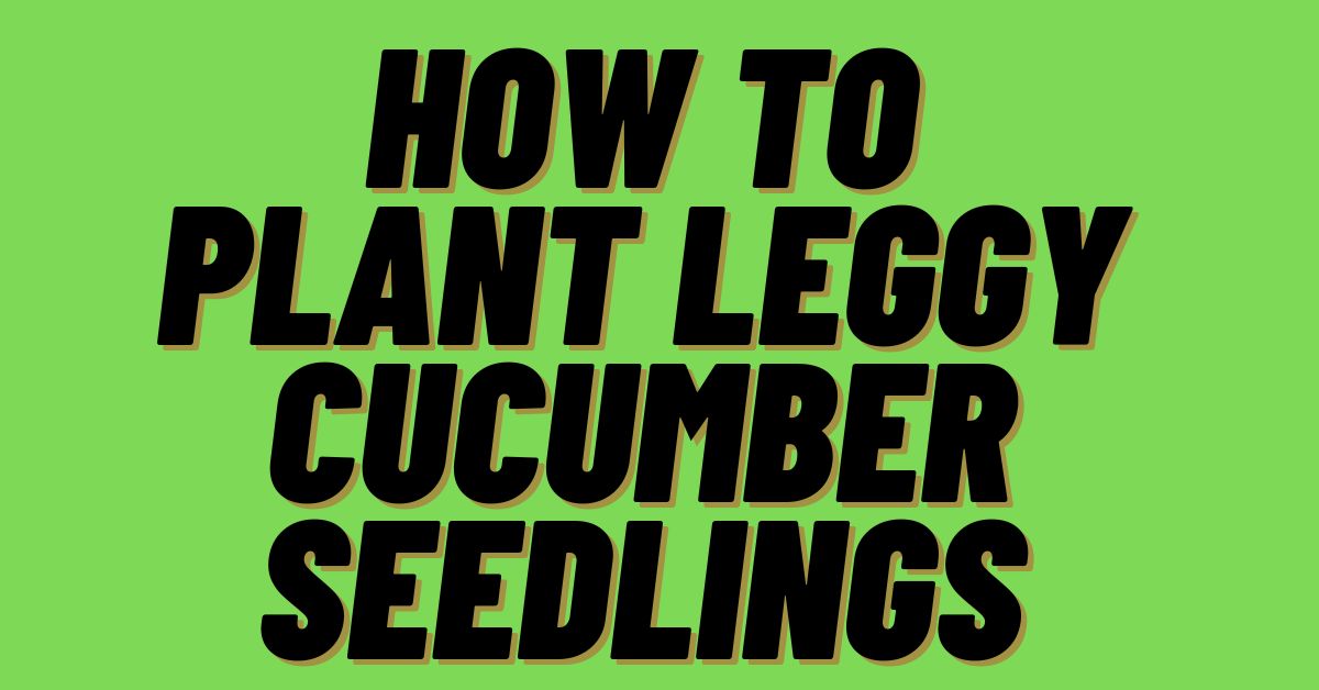 How-To-Plant-Leggy-Cucumber-Seedlings