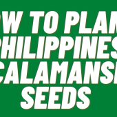 How-To-Plant-Philippines-Calamansi-Seeds