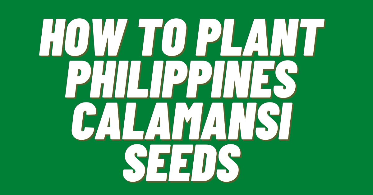 How-To-Plant-Philippines-Calamansi-Seeds