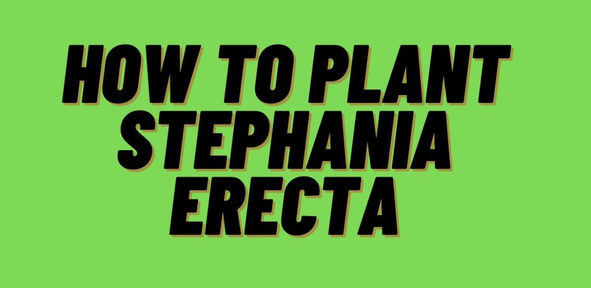 How-To-Plant-Stephania-Erecta