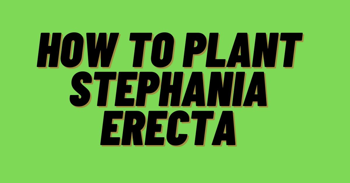How-To-Plant-Stephania-Erecta
