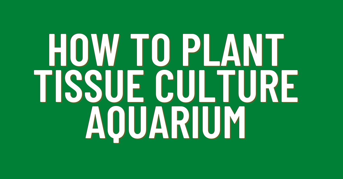 How-To-Plant-Tissue-Culture-Aquarium