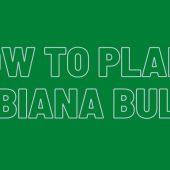 How-To-plant-Babiana-Bulbs