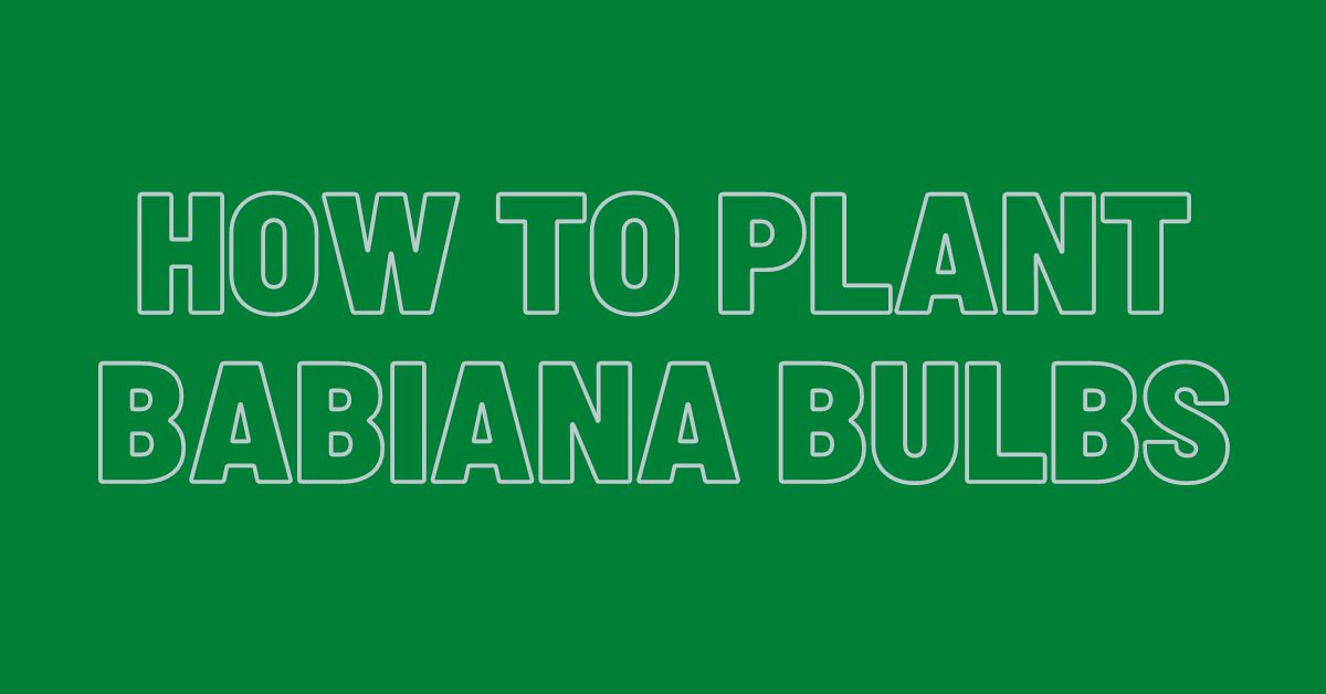 How-To-plant-Babiana-Bulbs