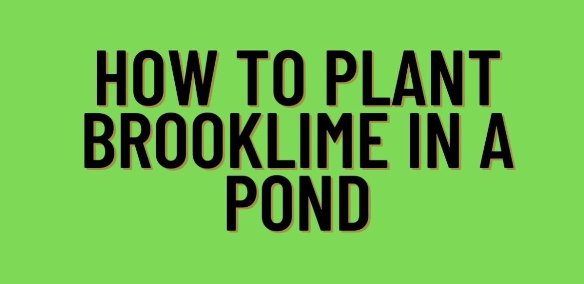 How-to-Plant-Brooklime-in-a-Pond