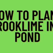 How-to-Plant-Brooklime-in-a-Pond