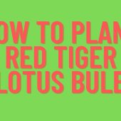 How-to-Plant-Red-Tiger-Lotus-Bulb
