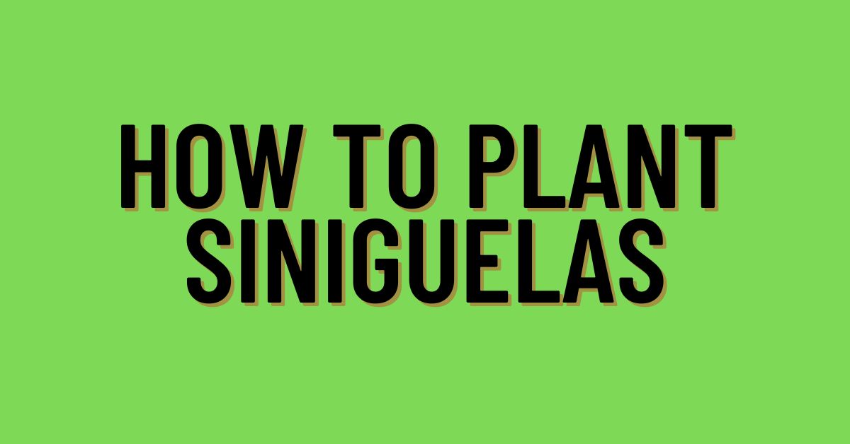 How-to-Plant-Siniguelas