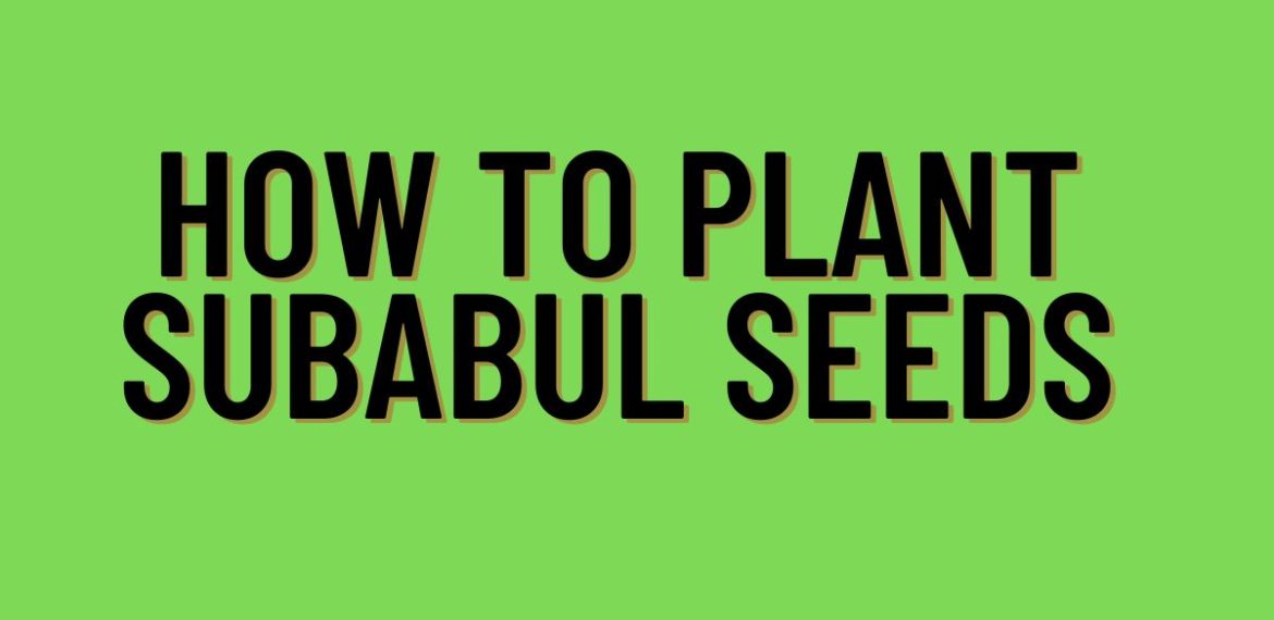 How-to-Plant-Subabul-Seeds