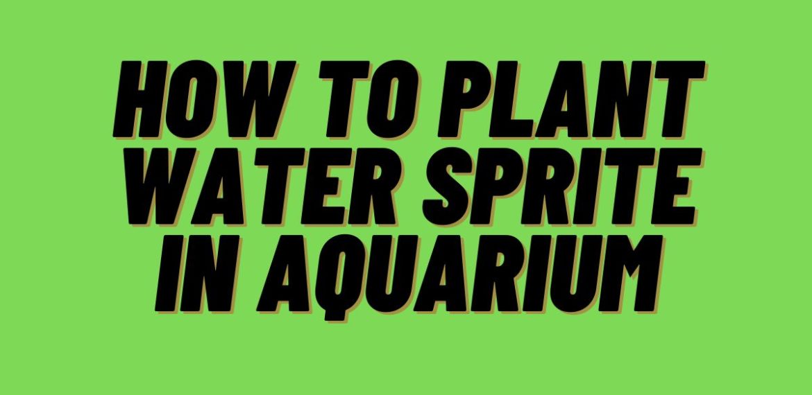 How-to-Plant-Water-Sprite-in-Aquarium