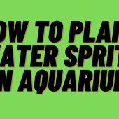 How-to-Plant-Water-Sprite-in-Aquarium