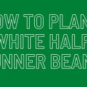 How-to-Plant-White-Half-Runner-Beans