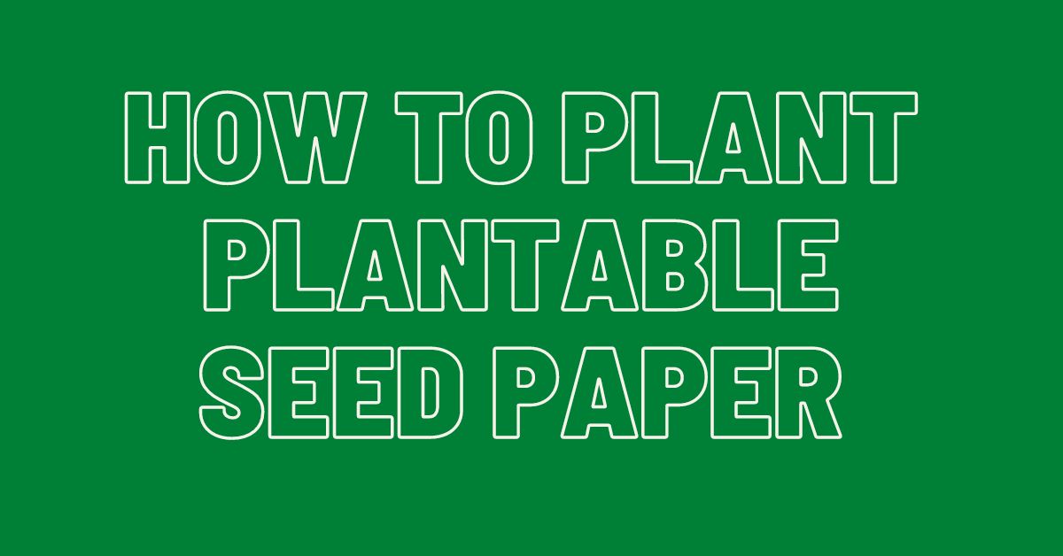 How-to-Plant-plantable-Seed-Paper