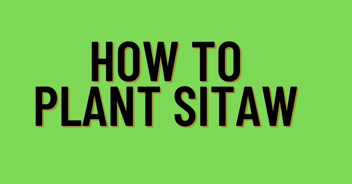 How-to-plant-Sitaw