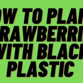 Plant-Strawberries-with-Black-Plastic